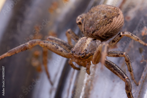 Macro of a Spider