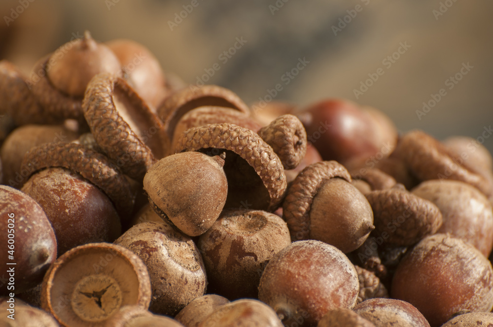 Autumn seeds Autumn seeds