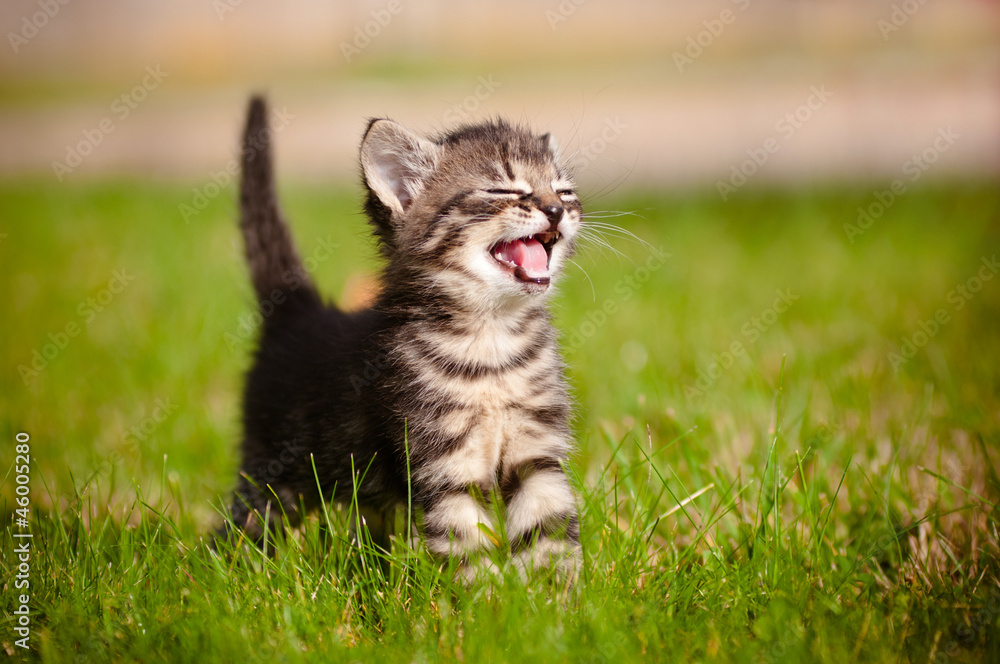 Fototapeta premium portret miauczący kotek pręgowany