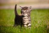 tabby kitten outdoor
