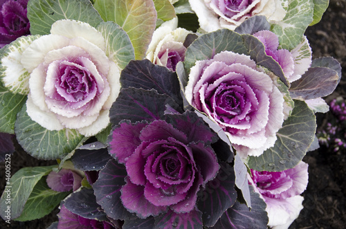 Decorative cabbage, Brassica oleracea var. acephala, in Japan photo