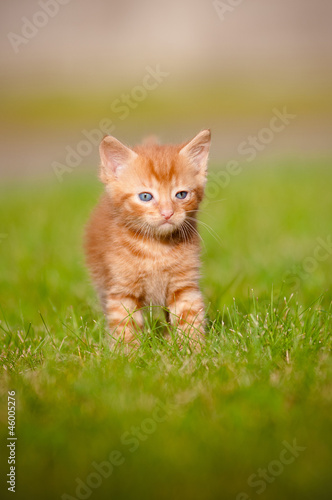 red kitten outdoors portrait