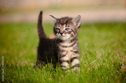 tabby kitten outdoor