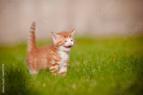 red and white tiny kitten meowing