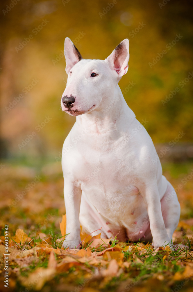white bull terrier dog autumn portrait sit