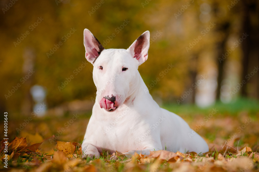 Fototapeta premium white bull terrier dog autumn portrait