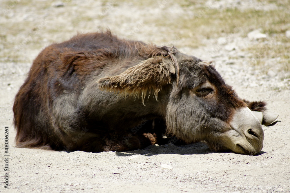 Fototapeta premium petite sieste
