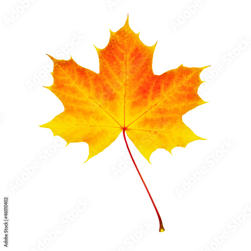 Verfärbtes Herbstblatt photo