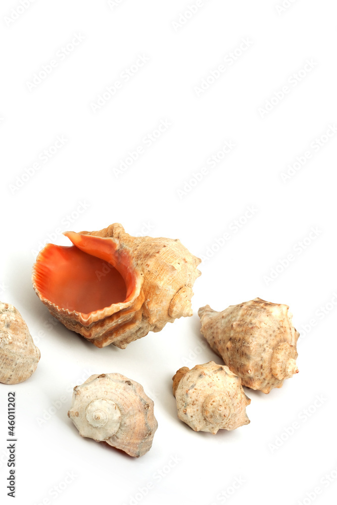 Five seashells Five seashells