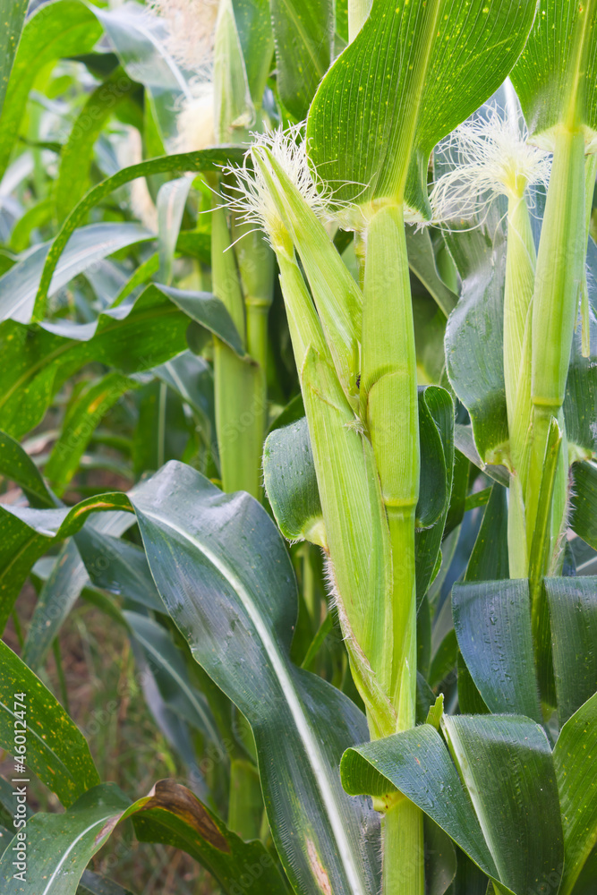 Obraz premium Corn on the cob.