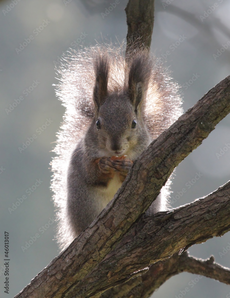 Obraz premium Белка