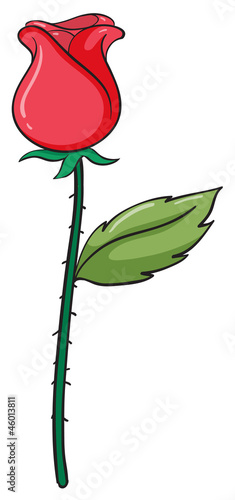 a rose