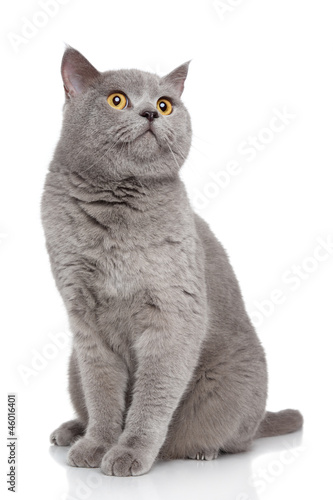 Fototapeta Naklejka Na Ścianę i Meble -  British Shorthair cat on a white background