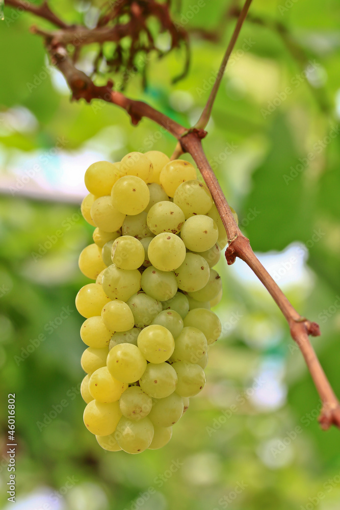 Green grapes Green grapes