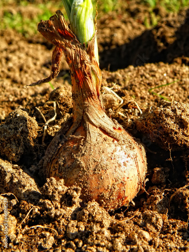 Onion bulb detail. Autumnal harvest.