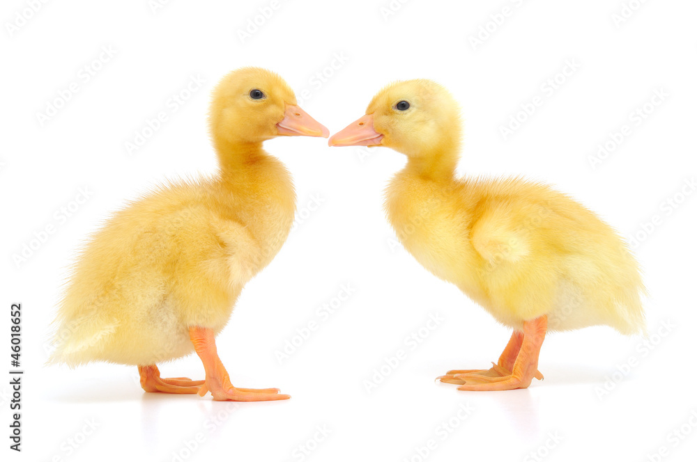 two ducklings two ducklings
