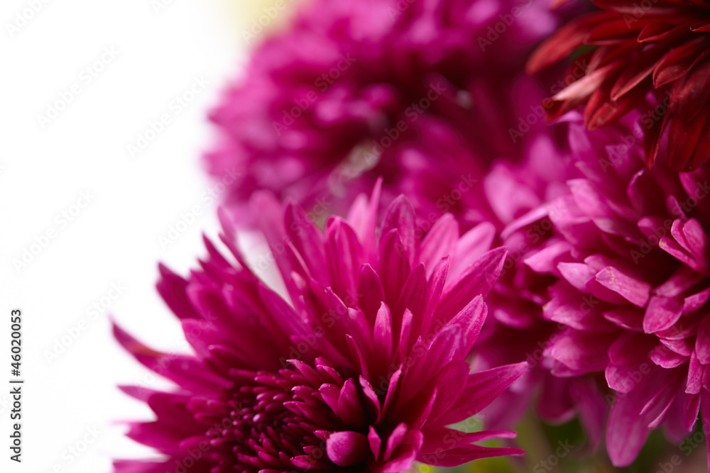 beautiful chrysanthemum beautiful chrysanthemum