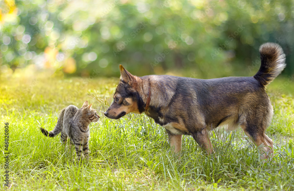 Fototapeta premium Dog and cat sniffing each other