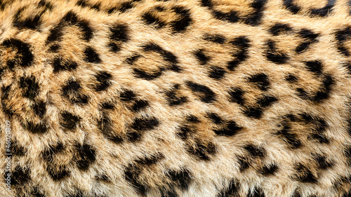 Real Live North Chinese Leopard Skin Texture Background