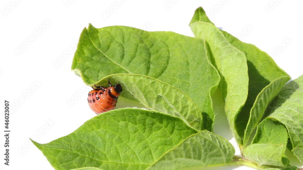 Colorado potato beetle on a white background. isolated Colorado potato beetle on a white background. isolated