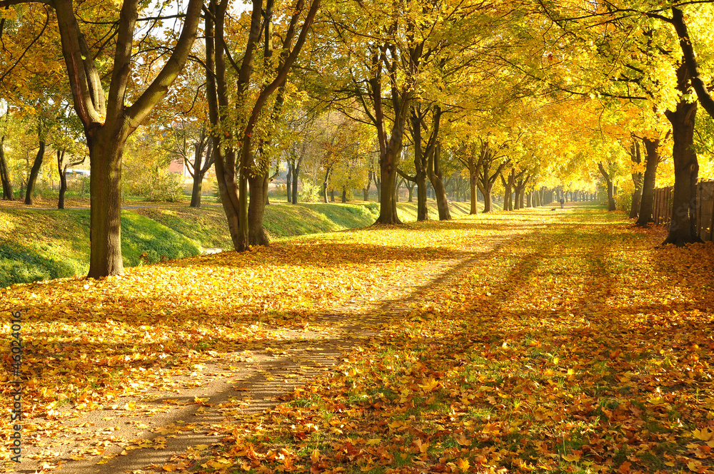 Fototapeta premium Autumn alley in a park