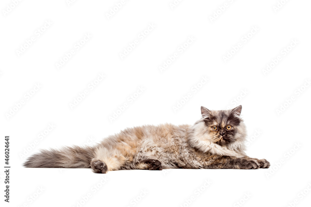 Chincilla Persial Cat