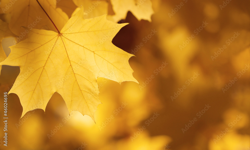 Fototapeta premium Herbstblatt