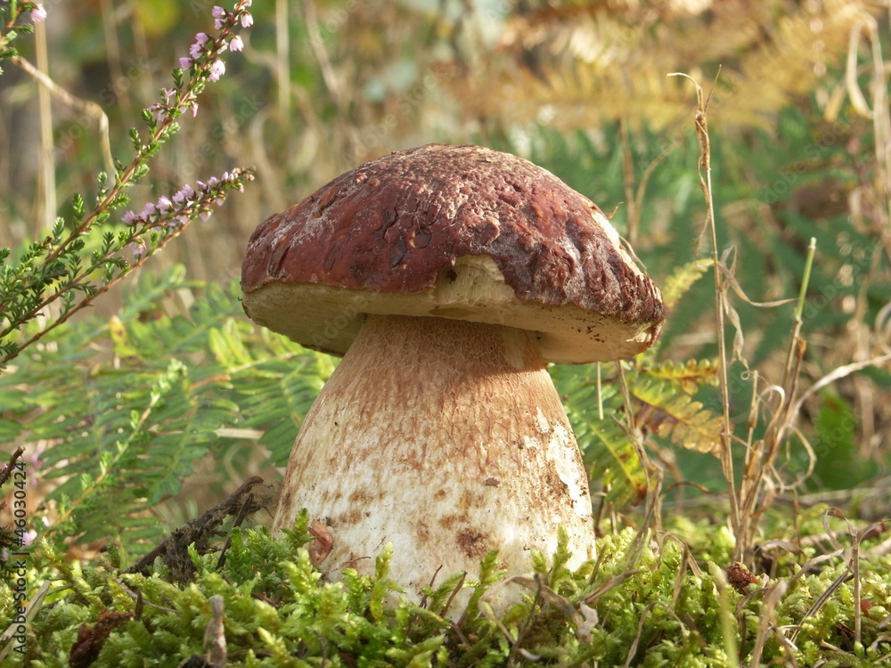 cèpe en forêt (Boletus pinophilus) cèpe en forêt (Boletus pinophilus)