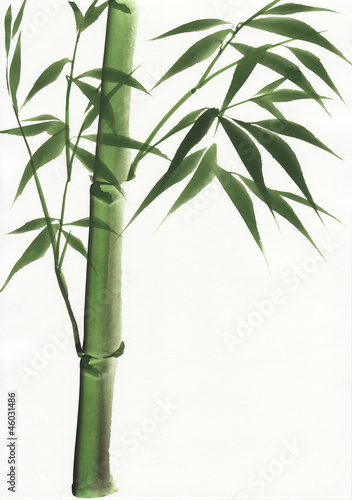 Watercolor painting of bamboo