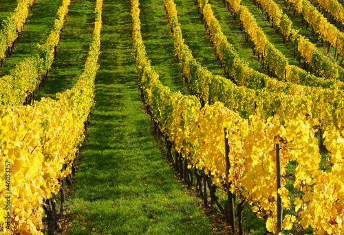 Weinberg im Herbst photo