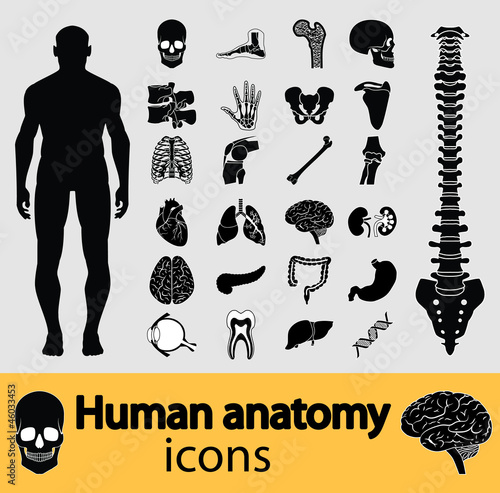 Human anatomy icons