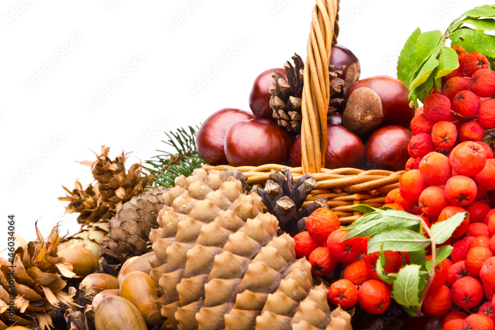 Wicker basket full of autumn acorns, cones and chestnuts Wicker basket full of autumn acorns, cones and chestnuts