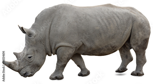 A white rhino on a white background yet visible