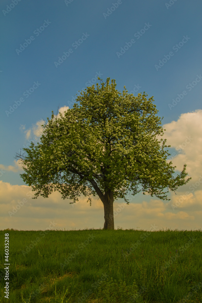 Baum in Sommersonne