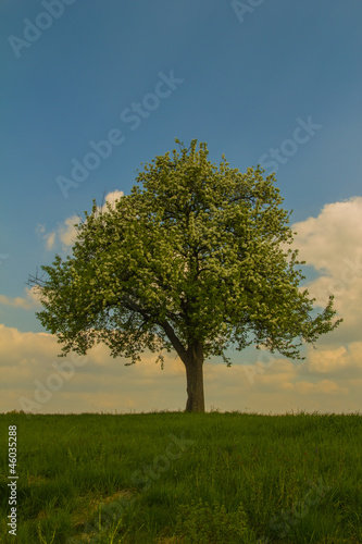 Baum in Sommersonne