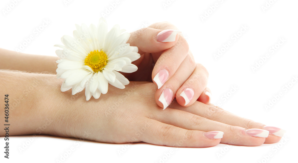 Beautiful woman hands with camomile, isolated on white