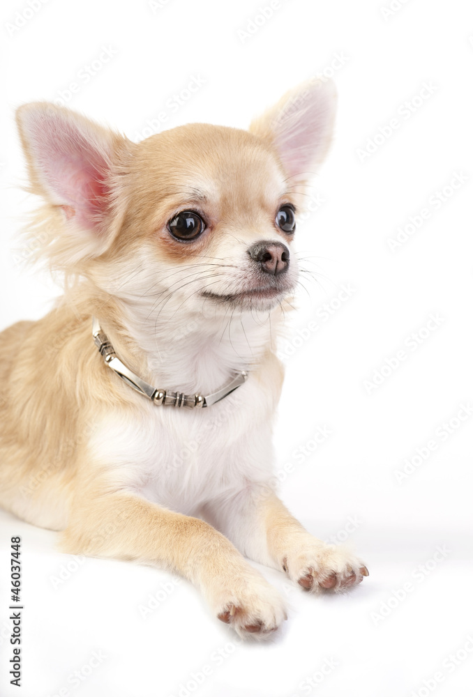 nice chihuahua puppy with silver necklace portrait