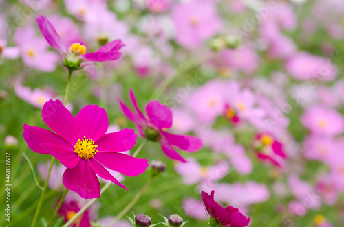 薄いピンクをバックに濃いピンクのコスモスの花