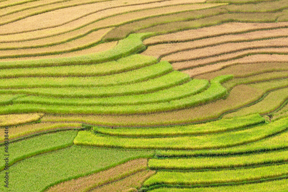 Gold terraced rice fields in Mu Cang Chai, Vietnam