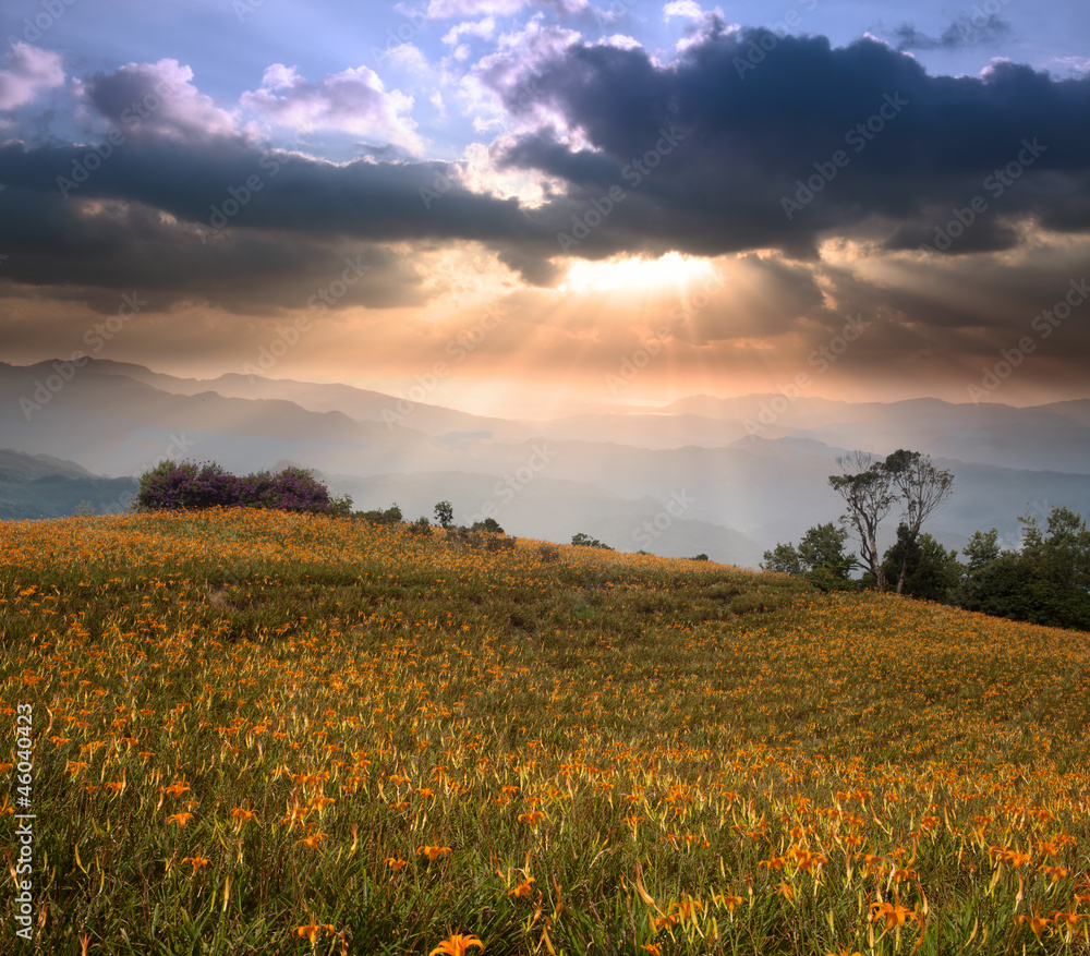 daylily field in the mountain