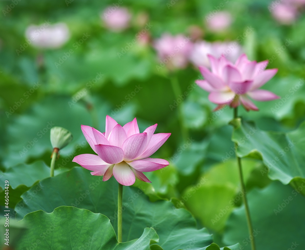 blooming lotus flower