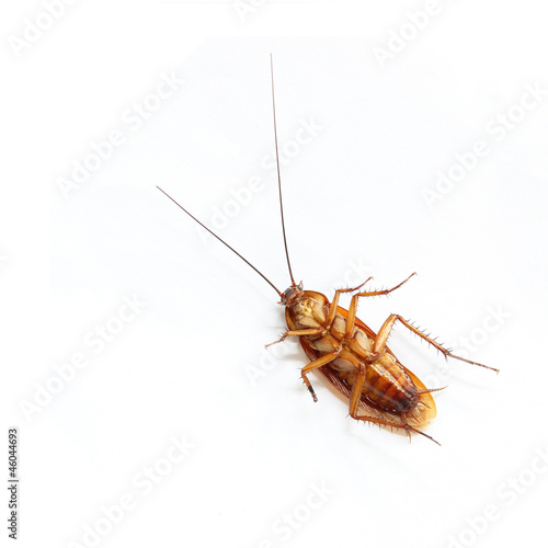Cockroach isolated on white background © mrkob