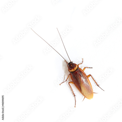 Cockroach isolated on white background © mrkob