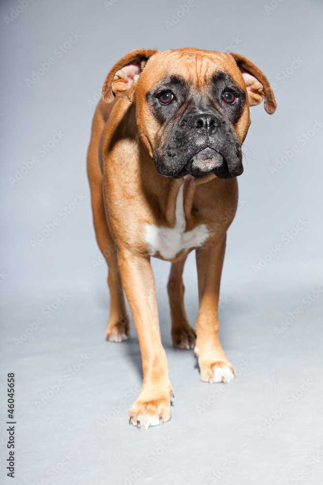 Young beautiful brown boxer dog. Studio shot isolated. Young beautiful brown boxer dog. Studio shot isolated.
