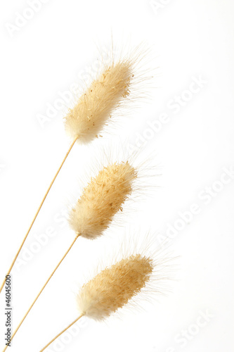 Bunny tail grass