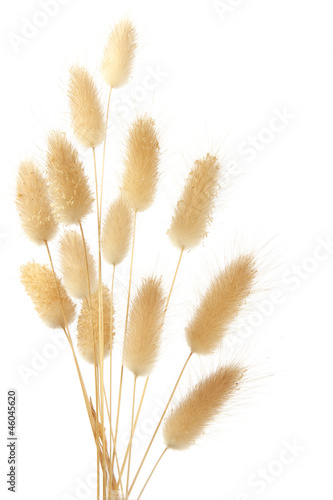 Bunny tail grass