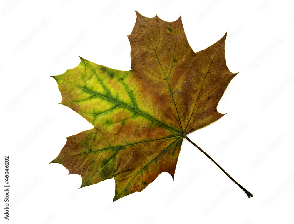 Fototapeta premium Blatt