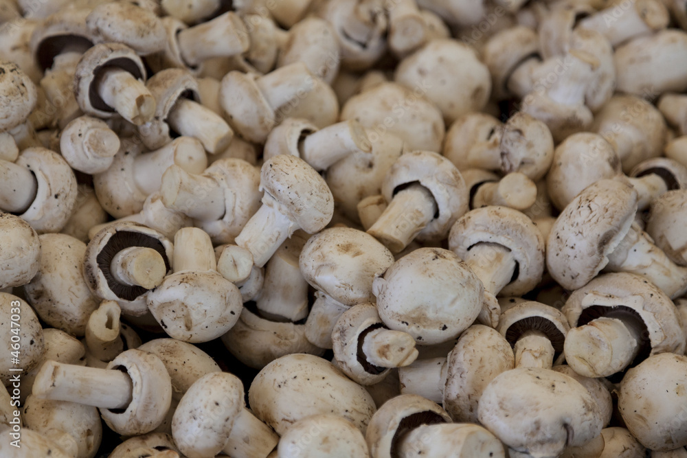 Fototapeta premium Mushrooms For Sale