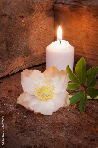 Stillleben mit Christrose (Helleborus niger)