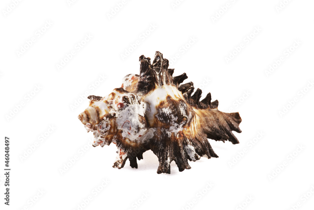 Seashell Seashell